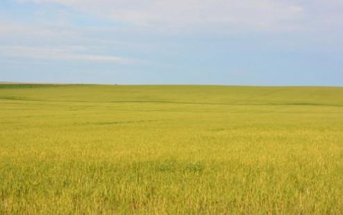 Figure 1. A winter wheat with severe yellowing and stunting due to Wheat streak mosaic virus infection.