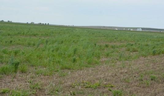 Figure 3. Volunteer wheat and grassy weeds in a fallow field. This can become source of wheat streak virus mosaic inoculum for wheat planted into this field or adjacent fields.