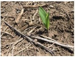 Imbibitional chilling may occur in corn and soybean seeds if the soil temperature is below 50°F when the seed imbibes (rapidly takes up water from the soil, usually within 24 hours after planting). Imbibitional chilling can cause reductions in stand and seedling vigor. 