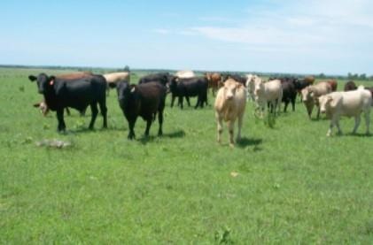 Cattle grazing native grass pasture