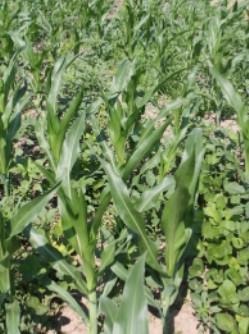 Volunteer Enlist corn plants competing with Enlist E3 soybean at Agricultural Research Center in Hays