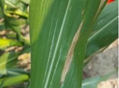 Symptoms of Northern corn leaf blight