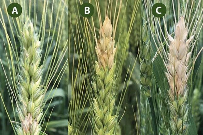 Symptoms of Fusarium Head Blight on wheat. Symptoms increase from A to C. Images are by Dr. Kaitlyn Bissonnette. More tips on scouting for FHB can be found in her MU Extension publication g4351