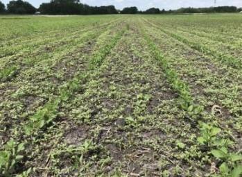 Missing the preemergence herbicide can quickly turn into a weed management disaster this spring
