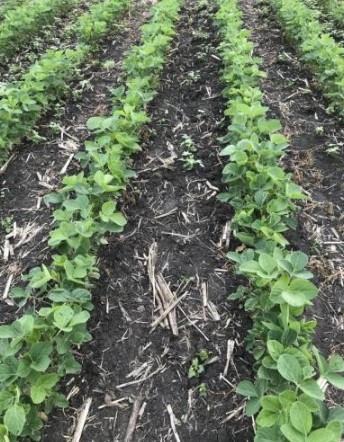 An effective preemergence herbicide program dramatically reduces the number of weeds exposed to postemergence herbicides