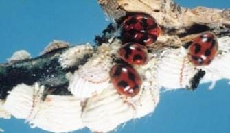 If you look closely at a mature cottony cushion scale (hermaphrodite), you can see that it's reddish brown with black hairs. It produces a ridged white egg sac encasing hundreds of brilliant red eggs--the color of pomegranate kernels. 