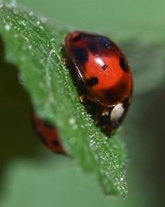 A vedalia beetle, distinguished by its darker red dome and splotchy black markings