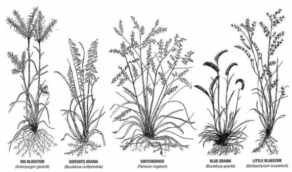 Native grasses that are commonly found throughout South Dakota rangelands