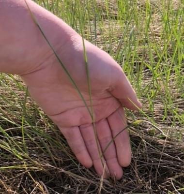 Crested wheatgrass ready to be grazed at the three-leaf stage