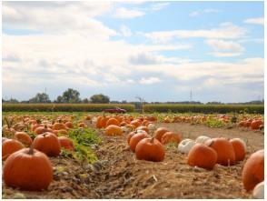 Agritourism enterprises have shown to benefit communities by connecting consumers with agriculture and help preserve farmland in rural and peri-urban communities. Shown here, a pumpkin patch where people can pick their own pumpkin as part of fall activities