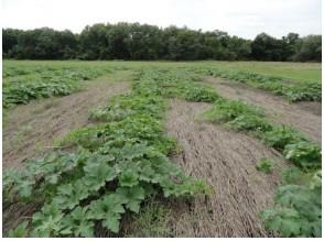 A field planted with pumpkins grown in a cover crop system with cereal rye. Cover crops have proven environmental benefits, though many vegetable growers in the Midwest have been slower to adopt this conservation practice. A recent study showed soil health benefits with no reduction in yield