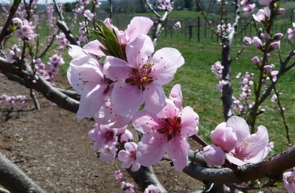 Protect any blooming stone fruit trees from brown rot blossom blight