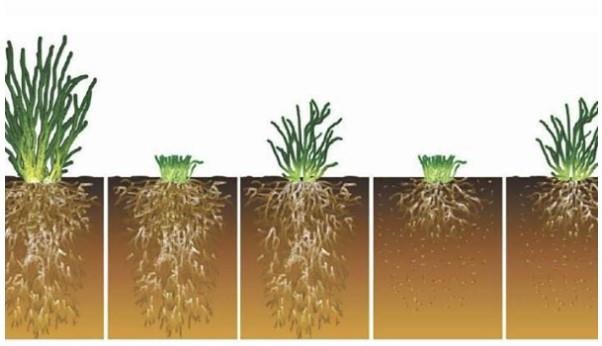 Overgrazing is regrazing a plant before it is allowed to fully recover from the previous grazing event, as shown in this image