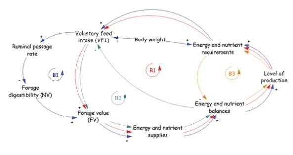 Feedback loops of variables that alter voluntary feed intake. Self-reinforcing (R) and self-correcting (B) loops are shown within the semicircle arrows.