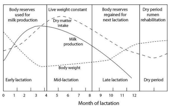 Dry matter intake, milk yield and live weight changes in a cow during her lactation cycle