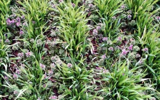 Some producers are asking what density of winter annual weeds justifies treatment in winter wheat. According to our research, henbit infestations like the one shown here are not always going to cause yield losses. It depends on the stage of the henbit and the wheat at the time of the application.