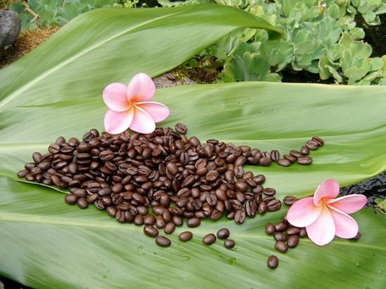 A new international agreement will help the ARS coffee research program based in Hilo, Hawaii, expand their ability to add pest and disease resistance and greater climate resilience to the U.S. coffee crop.