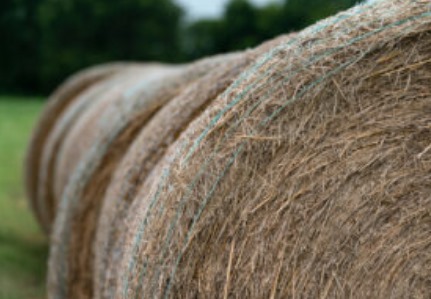Forage producers are hoping for a good forage and hay season. Moisture will be a key component for success, but pasture management planning can help producers maximize yields and reduce input costs.