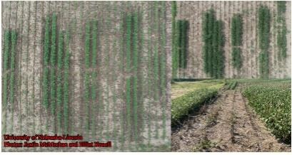 Figure 2. Hilling study conducted near Syracuse, Nebraska, with green strips showed areas where hilling to cover the base of the soybean stems with soil was applied relative to adjacent unhilled areas. Hilling occurred a few days after first adult emergence.