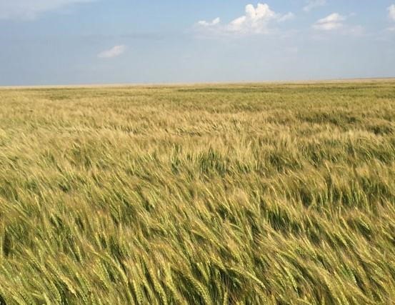 Figure 1. Field of the white winter wheat variety Joe near Leoti, KS, that won state and national wheat yield contest in 2016.
