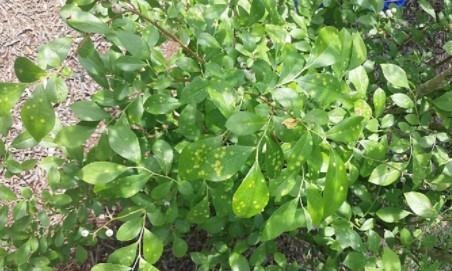 Exobasidium leaf spot symptoms on the lower canopy of ‘Premier’ rabbiteye blueberry in Alma, Georgia. Source: