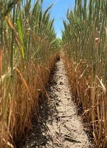 Harvesting drought-stressed small grains as forage