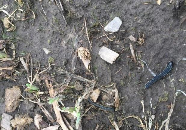 Fall armyworms and defoliation of a cover crop
