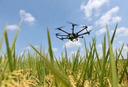 The novel technique introduced in this paper describes the use of UAVs to collect image information of rice paddy fields, which are then analyzed using a deep learning network called RiceNet that provides accurate information on the density, location, and size of the rice plants.