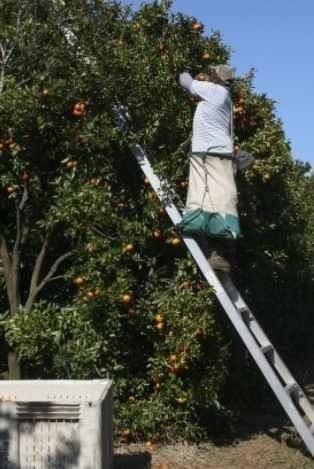Hand Harvesting Citrus