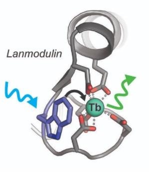 The protein lanmodulin
