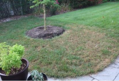 A drought stressed spot in the lawn is one of the first signs of fall armyworm damage