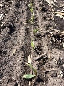 Regional Update: Corn And Soybean Planting Progressing Following Period Of Cool And Wet Weather Across The State