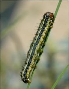 Armyworm caterpillars