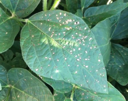 Frogeye leaf spot of soybean