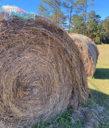 Low quality previous year hay. Credit: Robbie Jones UF/IFAS