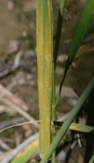 Wheat Update: Leaf Rust Confirmed, Stripe Rust Widespread But At Low Levels
