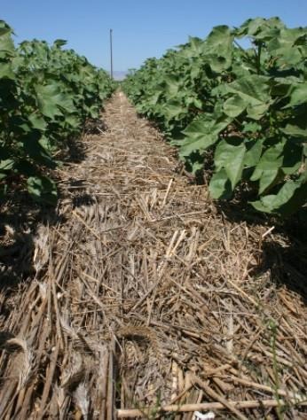 No-till cotton planted into cover crop surface mulch