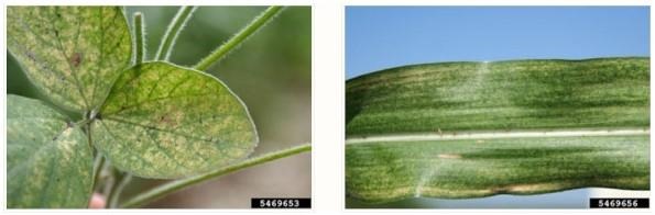 Twospotted spider mite damage to soybean