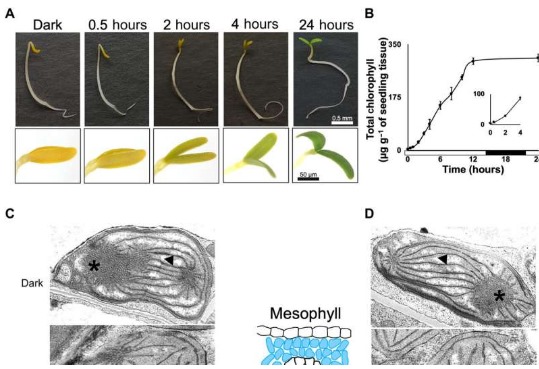 Response of cotyledons to light in G. gynandra. (A) Representative images of G. gynandra seedlings illustrating greening and unhooking of the cotyledons. (B) Total chlorophyll over time (data shown as means from three biological replicates at each time point, ± 1 SD from the mean). First 4 hours shown in inset. Bar along the x axis indicates periods of light (0 to 14 and 22 to 24 hours) or dark (14 to 22 hours). (C and D) Representative transmission electron micrographs of etioplast to chloroplast transition in mesophyll (C) and bundle sheath cells (D) at 0, 0.5, 2, 4, and 24 hours after exposure to light. Asterisks and arrowheads indicate the prolamellar body and prothylakoid membranes, respectively. Scale bars represent 0.5 mm for seedlings (A) and 50 μm for cotyledons (A) and 500 nm (C and D).