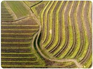 Aerial view of green field