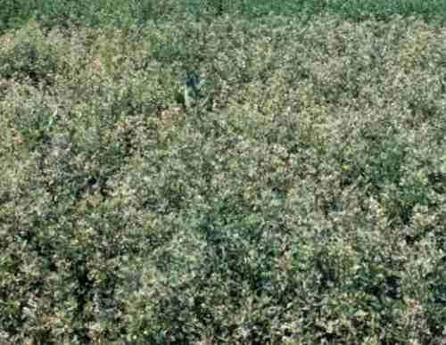 Alfalfa weevil damage to alfalfa field