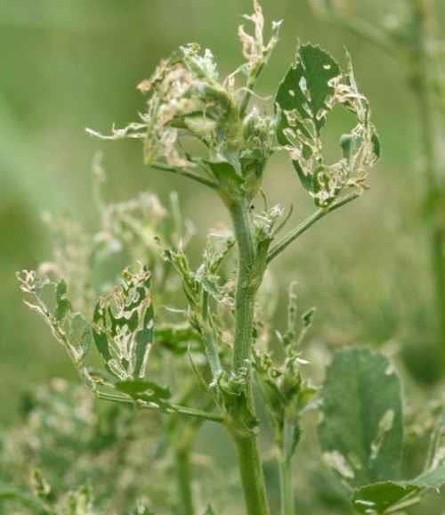 Alfalfa that has been heavily defoliated by alfalfa weevil larvae