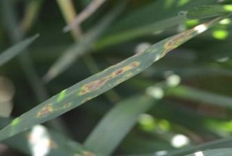 Wheat Update: Leaf Rust Confirmed, Stripe Rust Widespread But At Low Levels