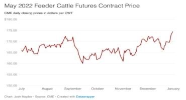 Cattle Markets in 2022