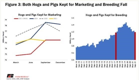 September Hogs and Pigs
