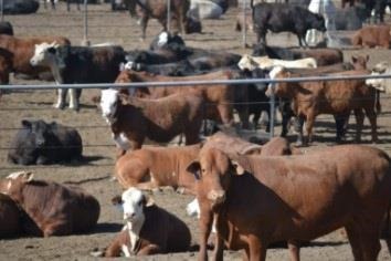 The U.S. Beef Supply Chain: Issues and Challenges