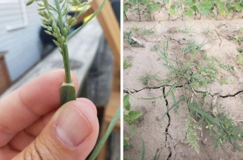 Stinkgrass ligule and long hairs on collar