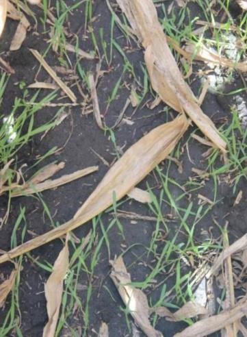 Cereal rye overseeding into corn when the leaves were firing to the ear leaf in wet fall conditions