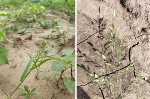 Stinkgrass panicle emerging