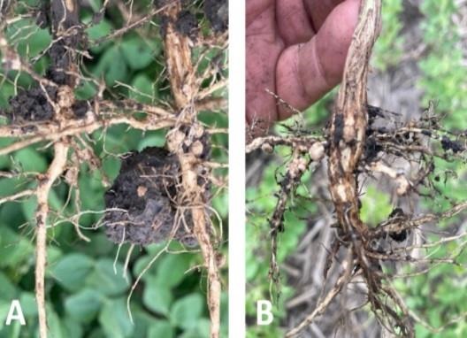 roots and fewer nodules for plants of the affected area
